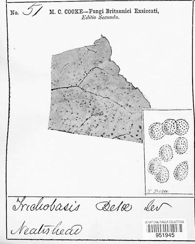 Uromyces betae image